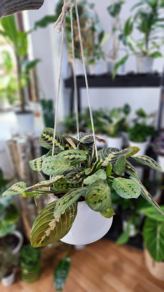 Maranta en maceta colgante