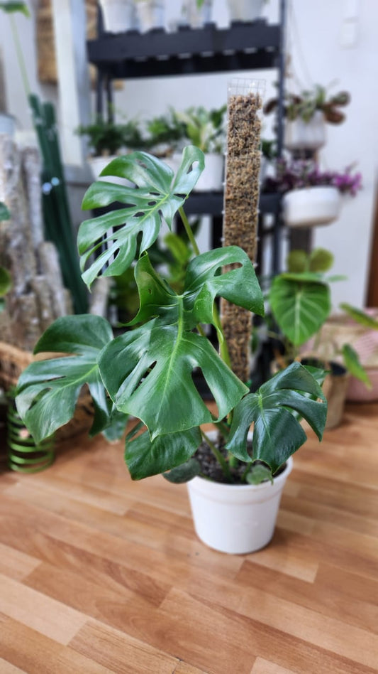 Monstera con tutor