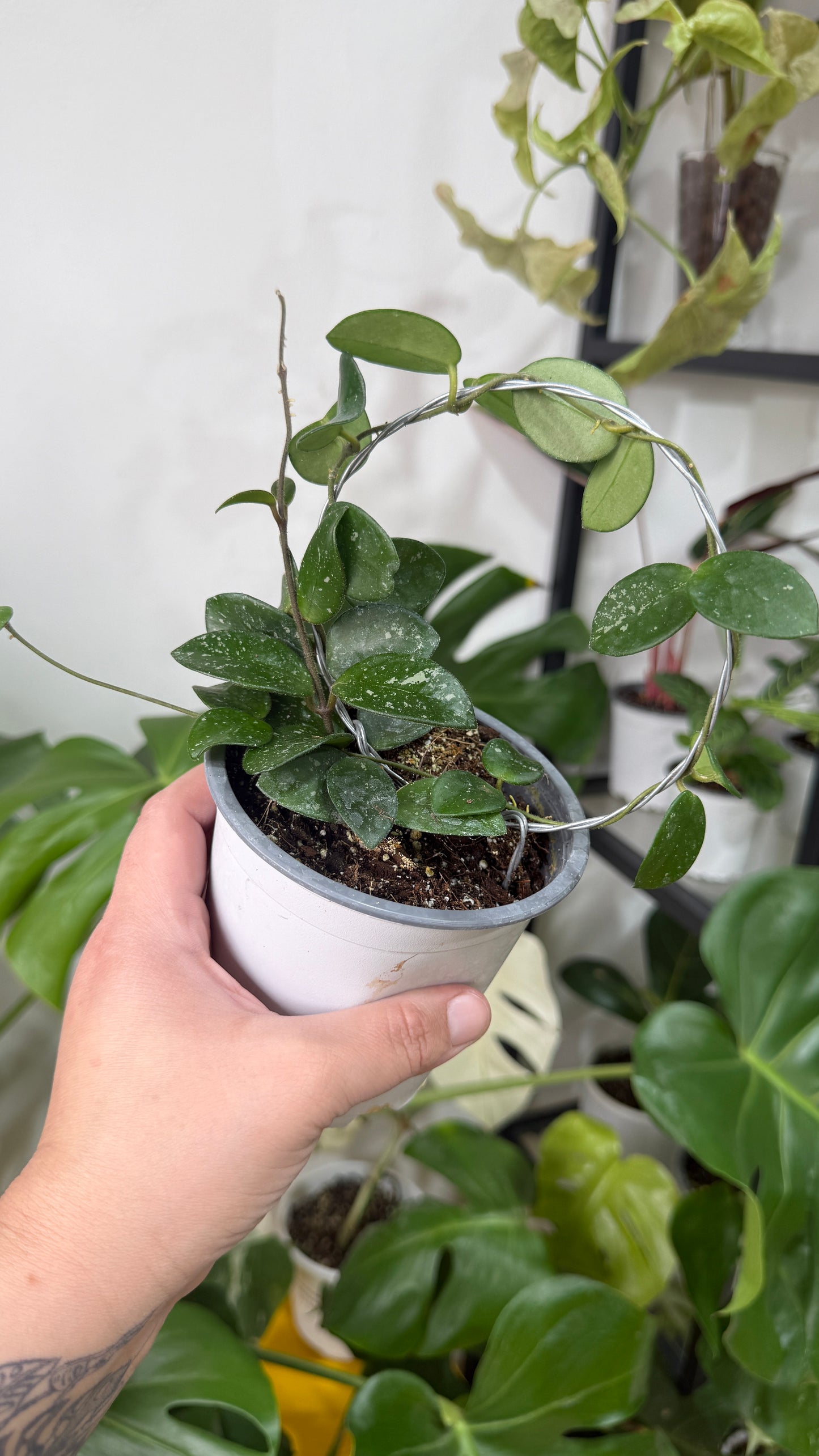 Hoya mathilde