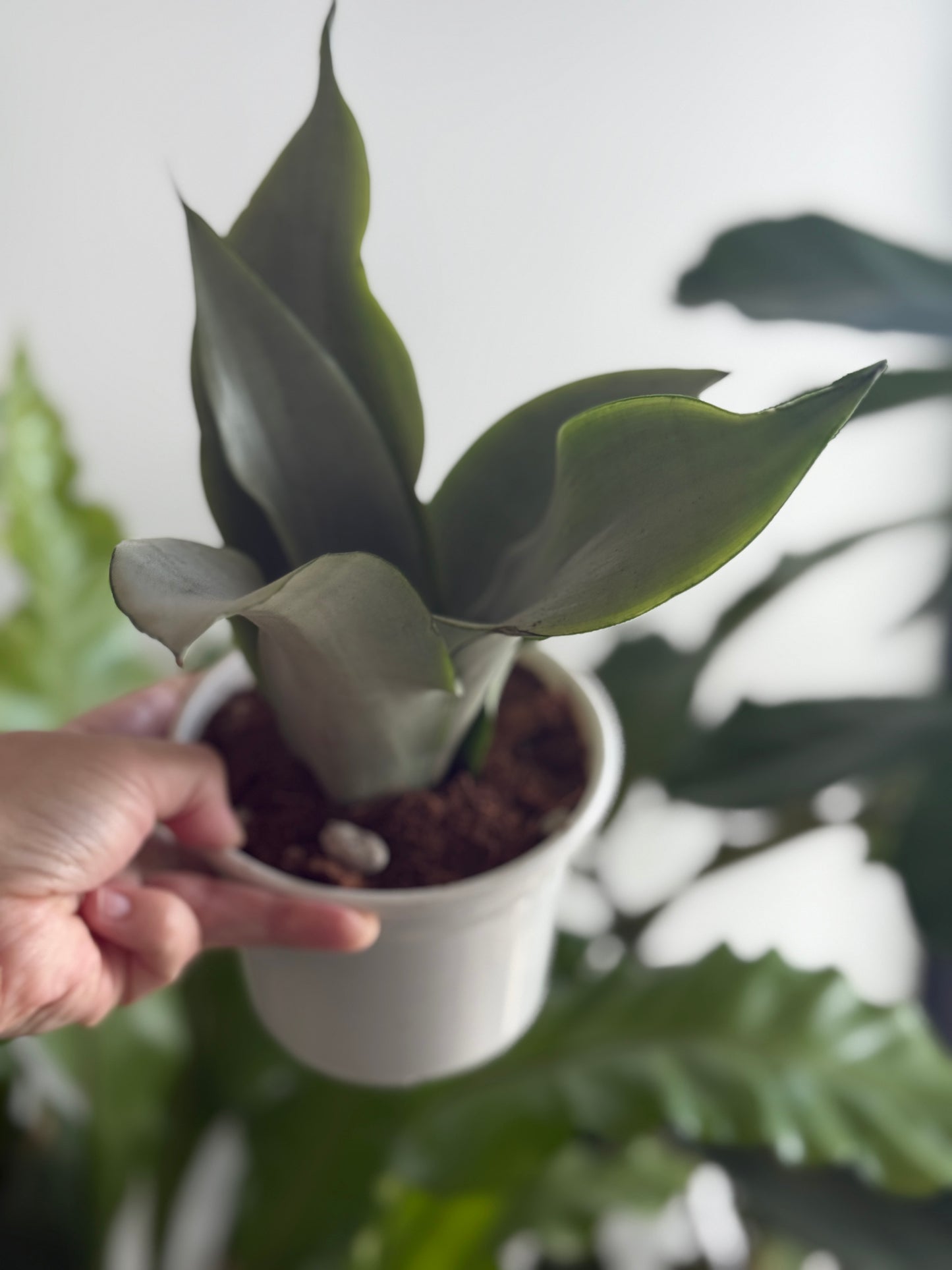 Sanseveria moonshine