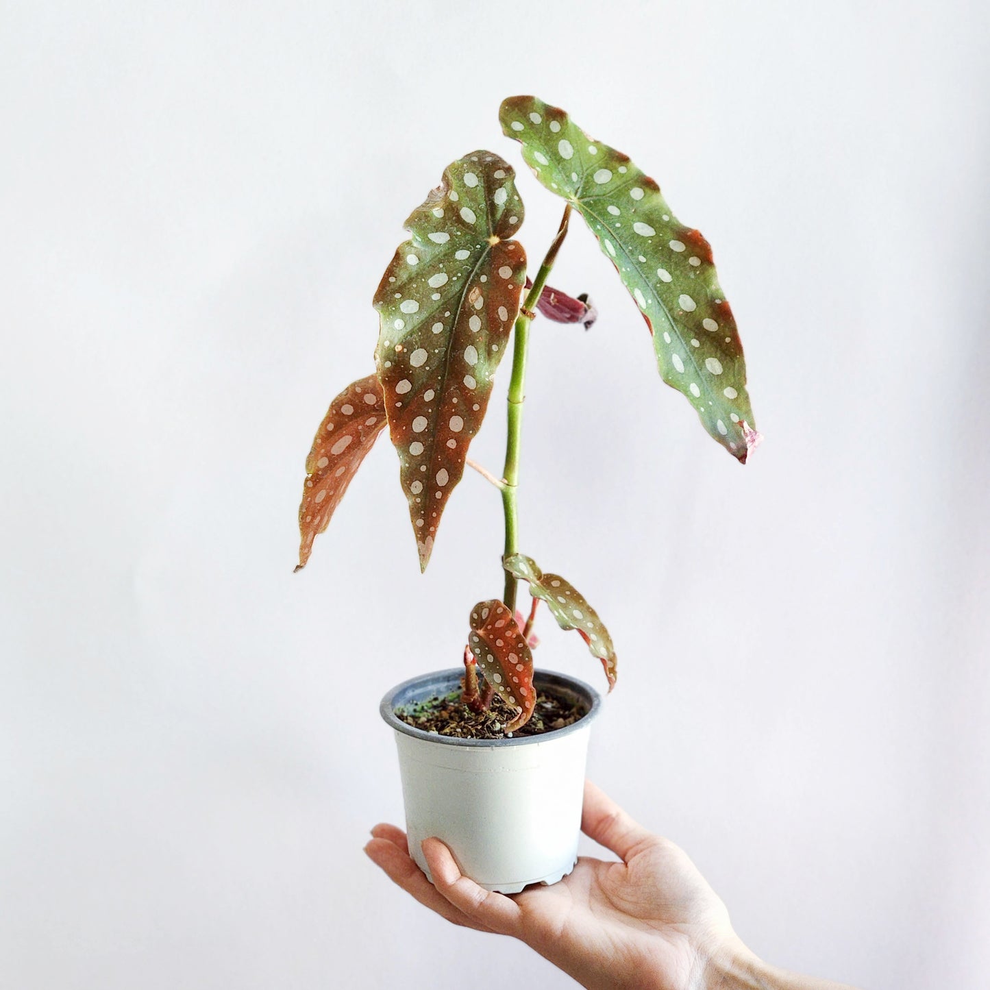 Begonia maculata