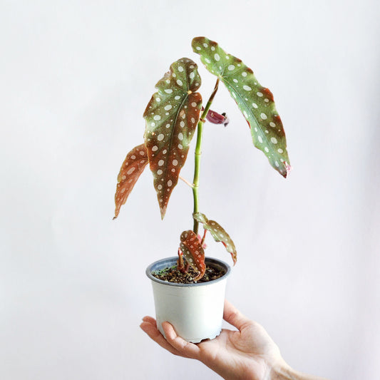 Begonia maculata