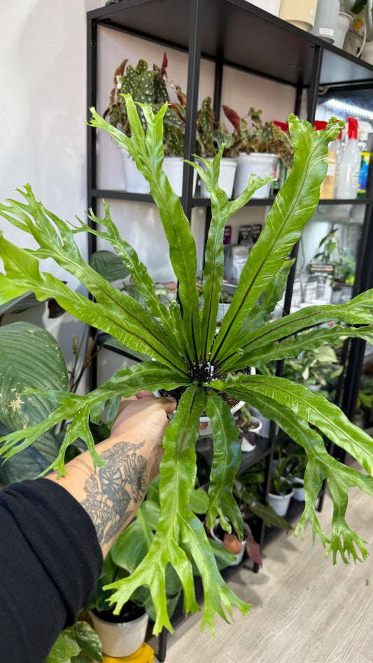 Helecho variegado