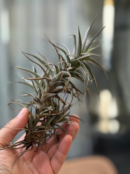 Tillandsia clavel del aire