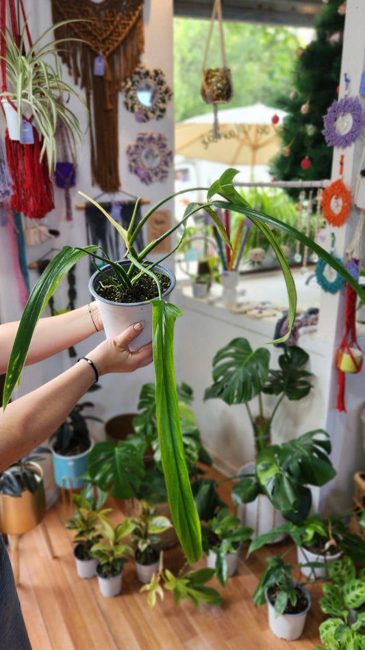 Filodendro holtonianum