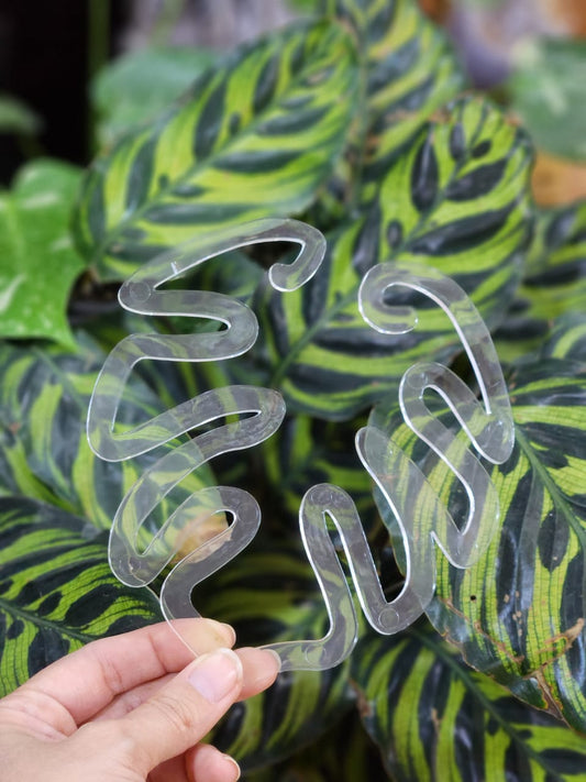 Atrapa hojas Monstera