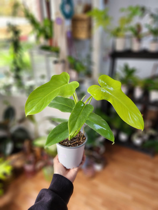 Filodendro bippennifolium áureo