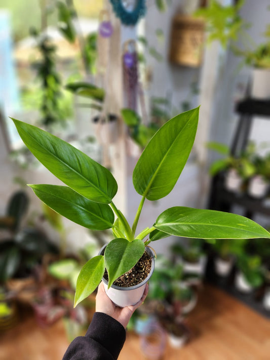Filodendro imperial green