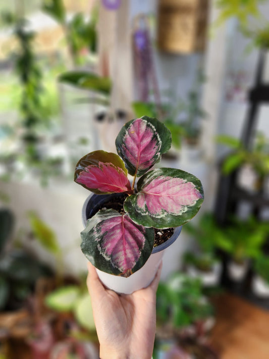 Calathea roseopicta