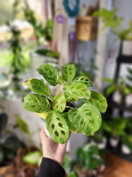 Maranta kershoviana variegada