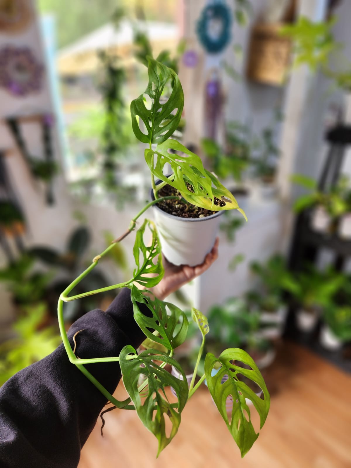 Monstera friedrichsthalli