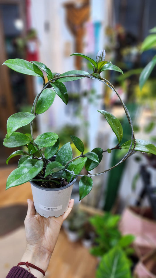 Hoya carnosa tutor