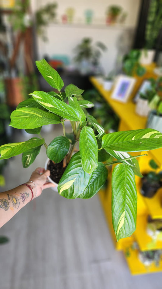 Maranta lubersiana