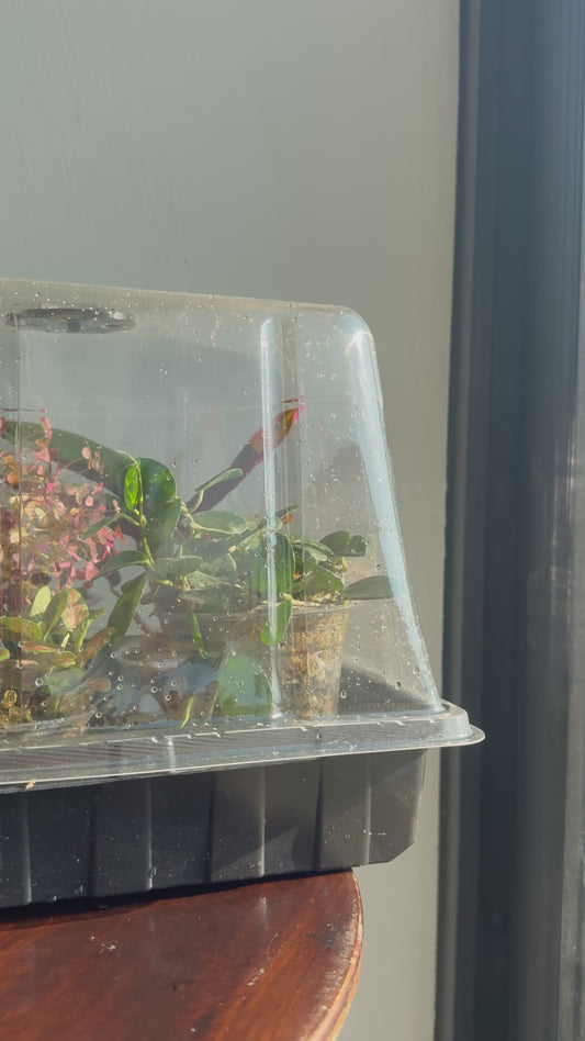 invernadero / caja de propagaciones