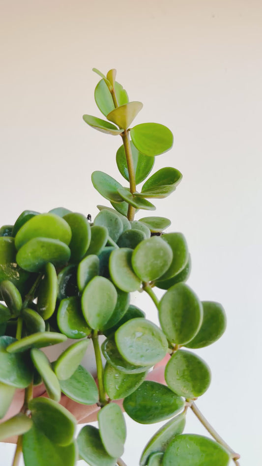 Peperomia Hope